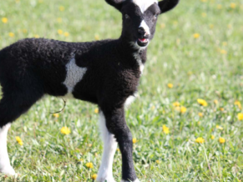 GINASSERVIS - FERME PEDAGOGIQUE [04FERME]